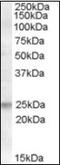 Fas Apoptotic Inhibitory Molecule antibody, orb88210, Biorbyt, Western Blot image 