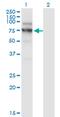 Nuclear VCP Like antibody, MA5-19498, Invitrogen Antibodies, Western Blot image 