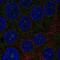 Transmembrane Protein 217 antibody, NBP2-68982, Novus Biologicals, Immunofluorescence image 