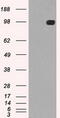 TYRO3 Protein Tyrosine Kinase antibody, M00913-2, Boster Biological Technology, Western Blot image 