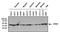 CAMP Responsive Element Binding Protein 1 antibody, NB100-74393, Novus Biologicals, Western Blot image 