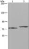Apoptosis Antagonizing Transcription Factor antibody, LS-C406206, Lifespan Biosciences, Western Blot image 