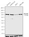 Forkhead Box O3 antibody, 710879, Invitrogen Antibodies, Western Blot image 