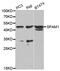 Sperm Adhesion Molecule 1 antibody, MBS127407, MyBioSource, Western Blot image 