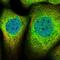 Mediator Complex Subunit 8 antibody, NBP1-89015, Novus Biologicals, Immunocytochemistry image 