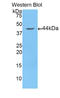 Glutamic-Oxaloacetic Transaminase 2 antibody, LS-C302477, Lifespan Biosciences, Western Blot image 