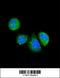 Asporin antibody, 62-356, ProSci, Immunofluorescence image 