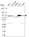 NADH:Ubiquinone Oxidoreductase Core Subunit S1 antibody, NBP2-56504, Novus Biologicals, Western Blot image 