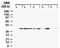 Caspase Recruitment Domain Family Member 8 antibody, NB100-56182, Novus Biologicals, Western Blot image 