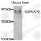 Contactin Associated Protein Like 2 antibody, A7466, ABclonal Technology, Western Blot image 