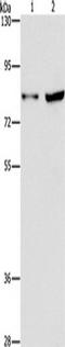 MYB Proto-Oncogene, Transcription Factor antibody, TA350998, Origene, Western Blot image 