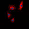 Islet Amyloid Polypeptide antibody, LS-C352341, Lifespan Biosciences, Immunofluorescence image 