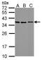 Stanniocalcin 2 antibody, GTX115113, GeneTex, Western Blot image 