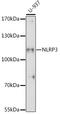 NLR Family Pyrin Domain Containing 3 antibody, LS-C747781, Lifespan Biosciences, Western Blot image 