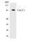 Transforming Acidic Coiled-Coil Containing Protein 1 antibody, LS-C200742, Lifespan Biosciences, Western Blot image 