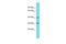 Methionyl Aminopeptidase Type 1D, Mitochondrial antibody, A11898, Boster Biological Technology, Western Blot image 