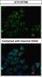 Pantothenate Kinase 3 antibody, GTX107798, GeneTex, Immunofluorescence image 