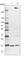 Retinol Binding Protein 7 antibody, HPA034749, Atlas Antibodies, Western Blot image 