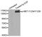 c-met antibody, MBS128498, MyBioSource, Western Blot image 