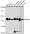 Solute Carrier Family 44 Member 1 antibody, A15413, ABclonal Technology, Western Blot image 