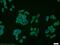 SCP 2 antibody, 14397-1-AP, Proteintech Group, Immunofluorescence image 