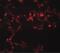 MRE11 Homolog, Double Strand Break Repair Nuclease antibody, PA5-20870, Invitrogen Antibodies, Immunofluorescence image 