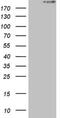 Stabilin 2 antibody, NBP2-45459, Novus Biologicals, Western Blot image 