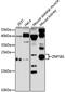 Zinc Finger Protein 581 antibody, A14787, Boster Biological Technology, Western Blot image 