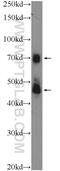 Tripartite Motif Containing 5 antibody, 11476-1-AP, Proteintech Group, Western Blot image 