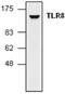 Toll Like Receptor 8 antibody, GTX59593, GeneTex, Western Blot image 