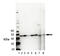 Pyruvate Dehydrogenase Kinase 1 antibody, ADI-KAP-PK112-D, Enzo Life Sciences, Western Blot image 