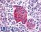 Somatostatin Receptor 2 antibody, LS-A1001, Lifespan Biosciences, Immunohistochemistry frozen image 