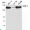 Structural Maintenance Of Chromosomes 1A antibody, LS-C814123, Lifespan Biosciences, Western Blot image 