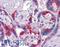 Paternally Expressed 10 antibody, LS-B4104, Lifespan Biosciences, Immunohistochemistry frozen image 