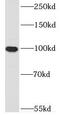 Dynamin 3 antibody, FNab02480, FineTest, Western Blot image 