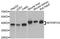 Mitochondrial Transcription Termination Factor 2 antibody, A8518, ABclonal Technology, Western Blot image 