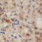 NudC Domain Containing 2 antibody, FNab05896, FineTest, Immunohistochemistry frozen image 