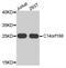 RNA Transcription, Translation And Transport Factor antibody, A31823, Boster Biological Technology, Western Blot image 