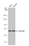 Lamin B2 antibody, NBP1-33205, Novus Biologicals, Western Blot image 