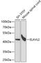 ELAV Like RNA Binding Protein 2 antibody, 19-942, ProSci, Western Blot image 