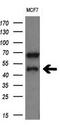 CD4 antibody, TA802767AM, Origene, Western Blot image 