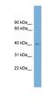 Theg Spermatid Protein antibody, orb326237, Biorbyt, Western Blot image 