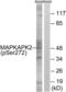 MAPK Activated Protein Kinase 2 antibody, LS-C199225, Lifespan Biosciences, Western Blot image 