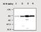 Protein Kinase C Gamma antibody, ab71558, Abcam, Western Blot image 