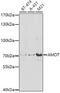 Angiomotin antibody, GTX55509, GeneTex, Western Blot image 