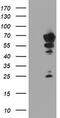 N-Myristoyltransferase 2 antibody, TA504200S, Origene, Western Blot image 