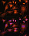 Tubulin Beta 3 Class III antibody, 16-852, ProSci, Immunofluorescence image 