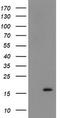 TSC22 Domain Family Member 1 antibody, CF505064, Origene, Western Blot image 