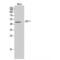 Growth Differentiation Factor 7 antibody, LS-C387739, Lifespan Biosciences, Western Blot image 