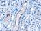Vacuolar Protein Sorting 25 Homolog antibody, 46-578, ProSci, Enzyme Linked Immunosorbent Assay image 